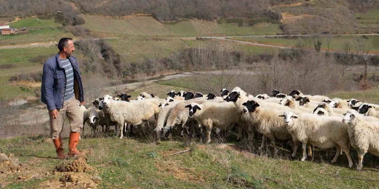 ’sevgililer Günü’nün En Anlamlı Hediyesi Çobandan