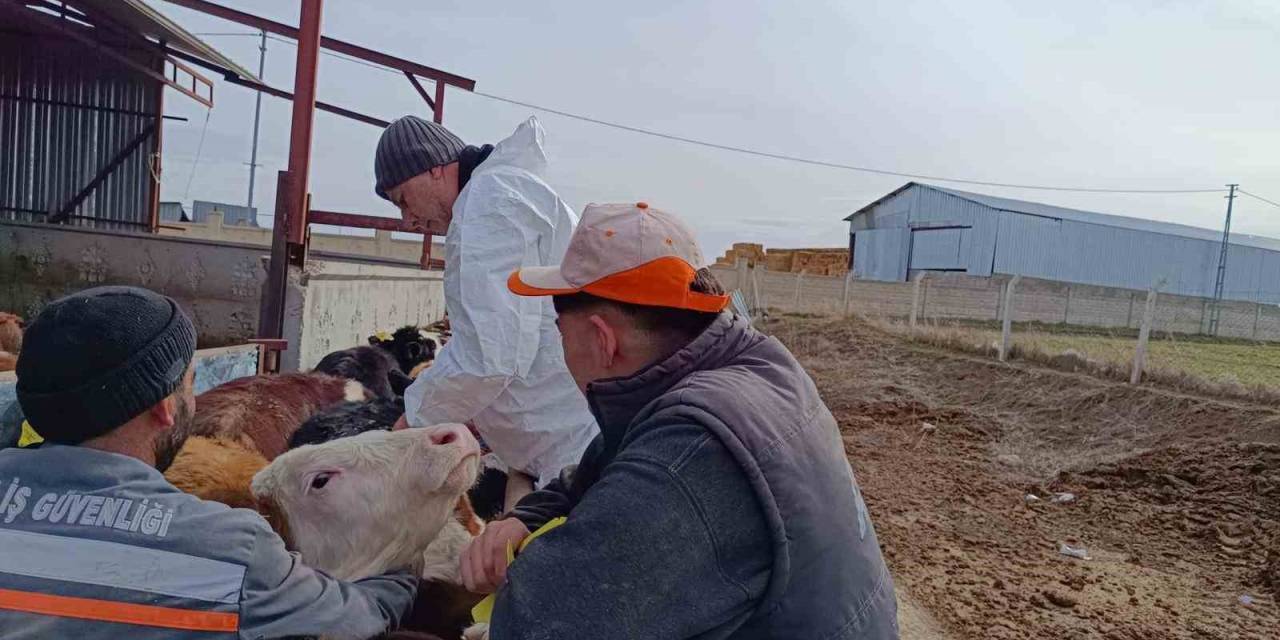Kırşehir’de, Şap Aşılama Programıyla Hayvan Varlığı Güncelleniyor
