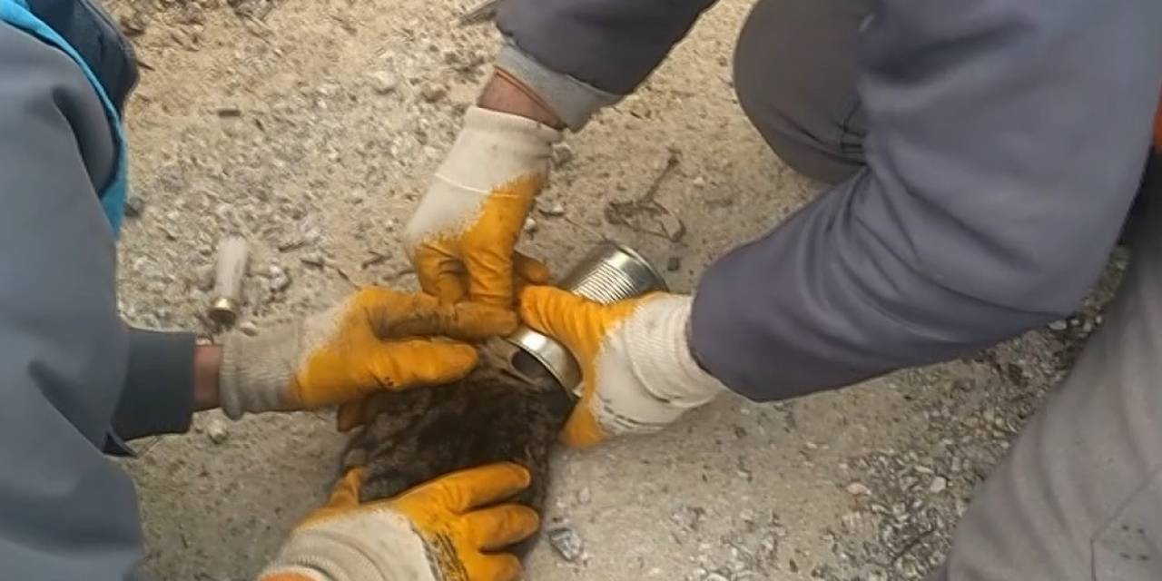 Çöp Kovasında Kafası Konserve Kutusuna Sıkışmış Halde Gördüler, İşi Gücü Bırakıp Yardıma Koştular