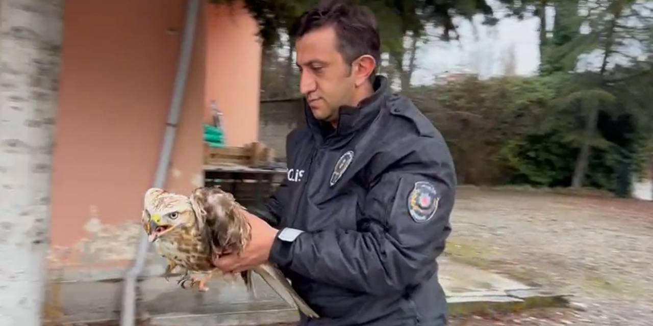 Polis Memuru Nesli Tehlike Altında Olan Kızıl Şahine Nefes Oldu