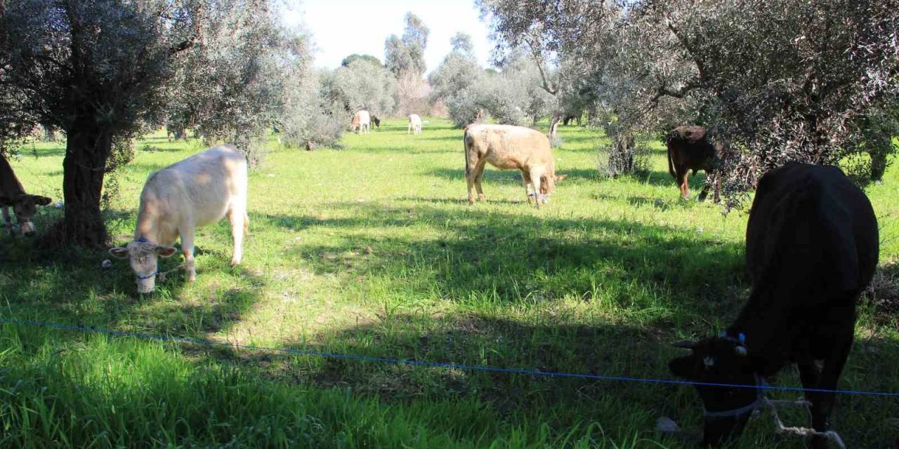 Aydın’da Küresel Isınma İneklere Yaradı