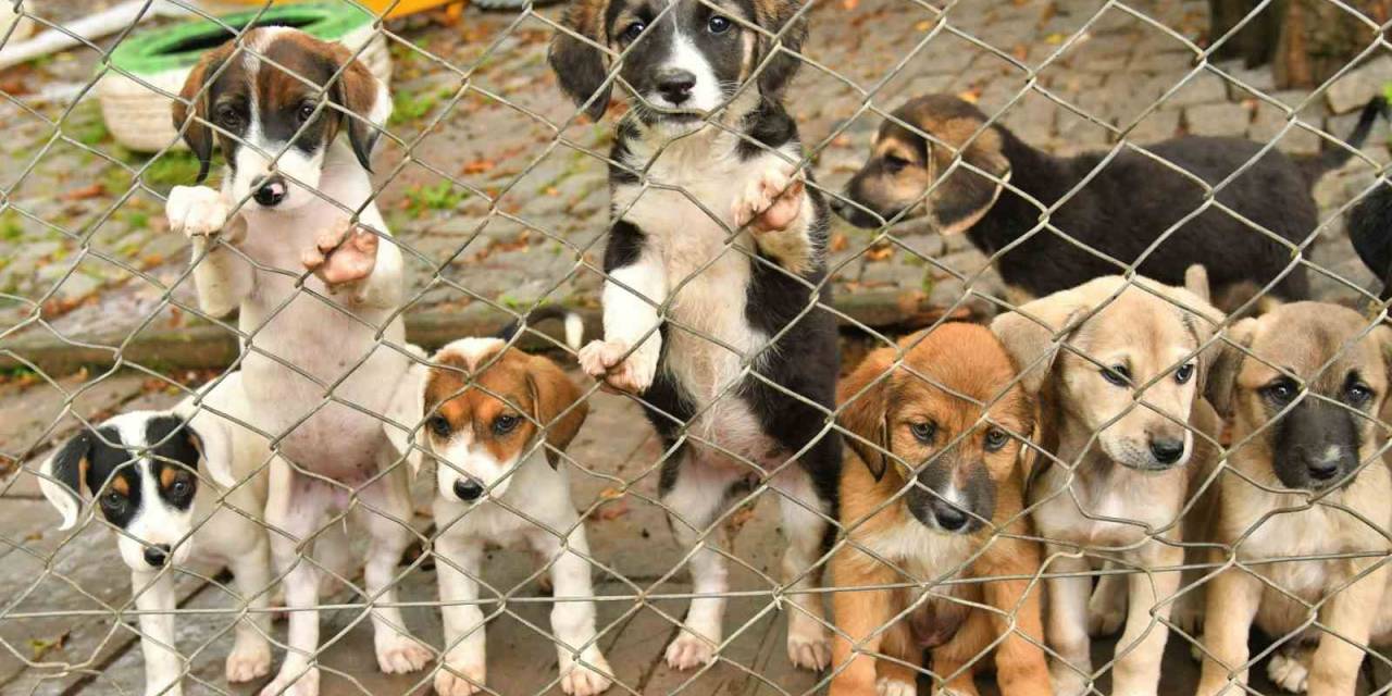 Can Dostlara Sıcak Yuva: 507 Sokak Hayvanı Sahiplenildi