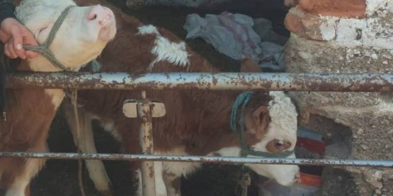 Kaybolan Buzağıları Jandarma Ekipleri Bularak Sahibine Teslim Etti