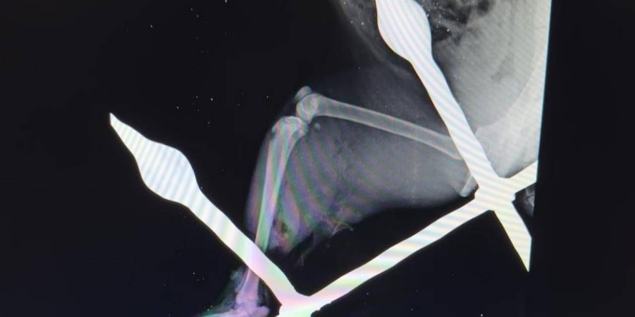 Mersin’de Saplandığı Demirden Kurtarılan Kedi Sağlığına Kavuştu