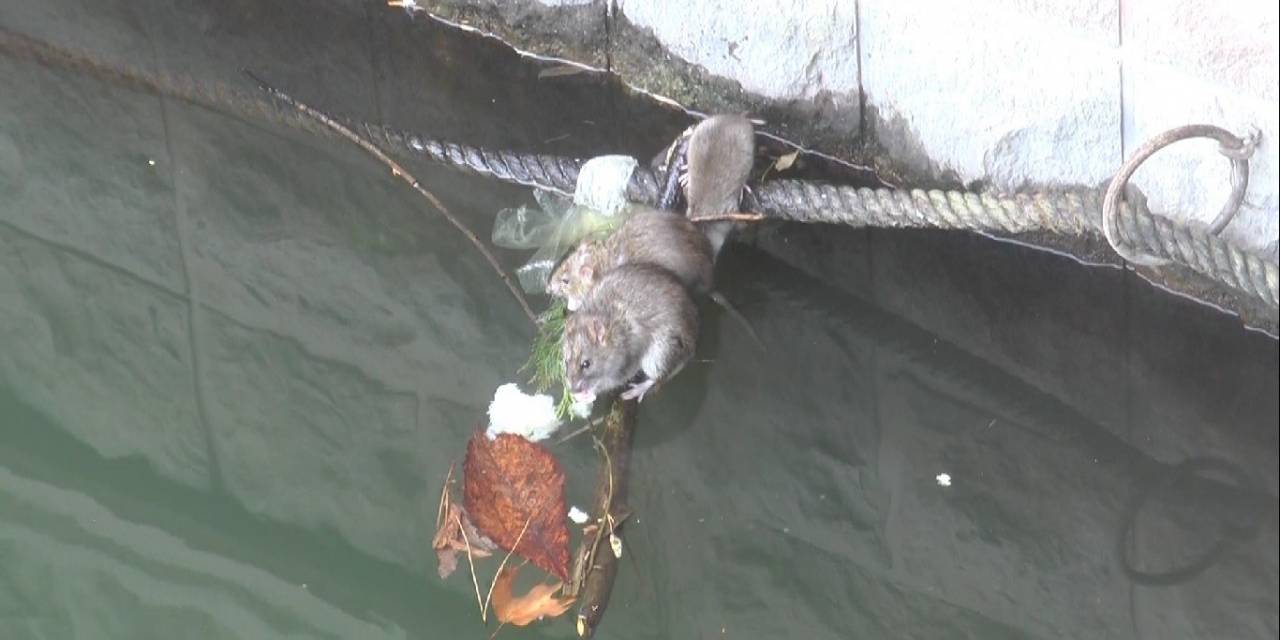 Porsuk Çayı Çevresi Farelerin İstilasına Uğradı