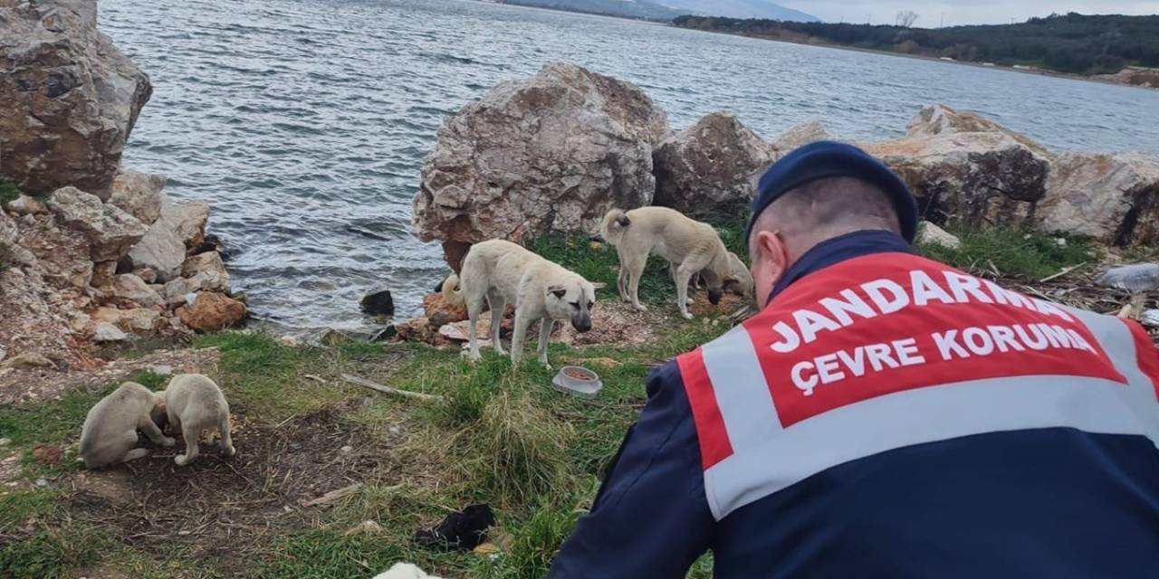 Jandarma Sokak Hayvanlarını Yalnız Bırakmıyor