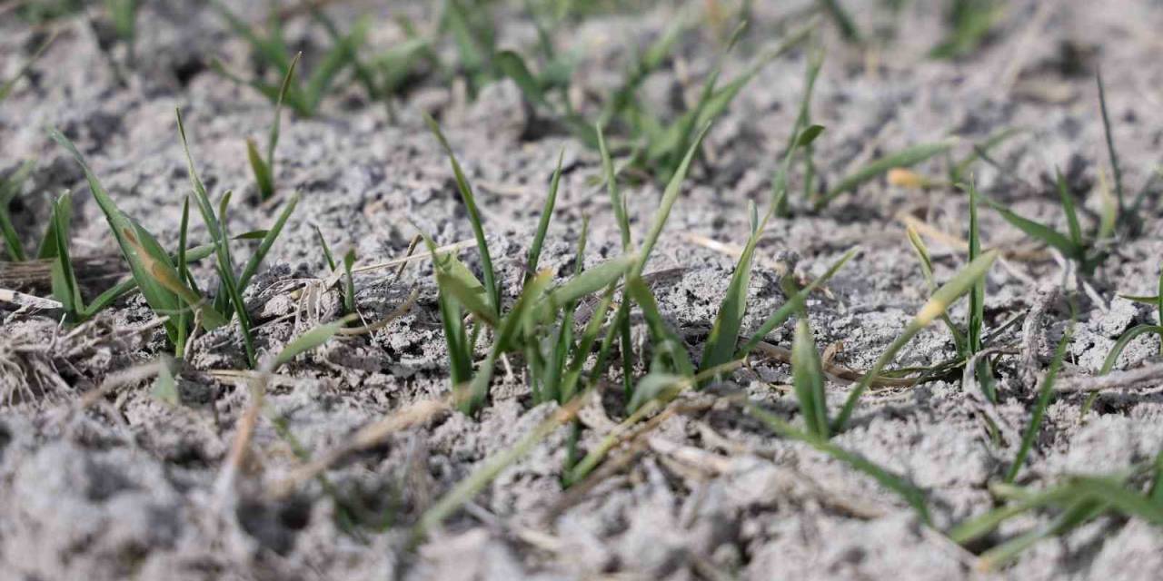 Tahıl Ambarı Konya Ovası’nda Yağışlar Rekolte Umutlarını Artırdı