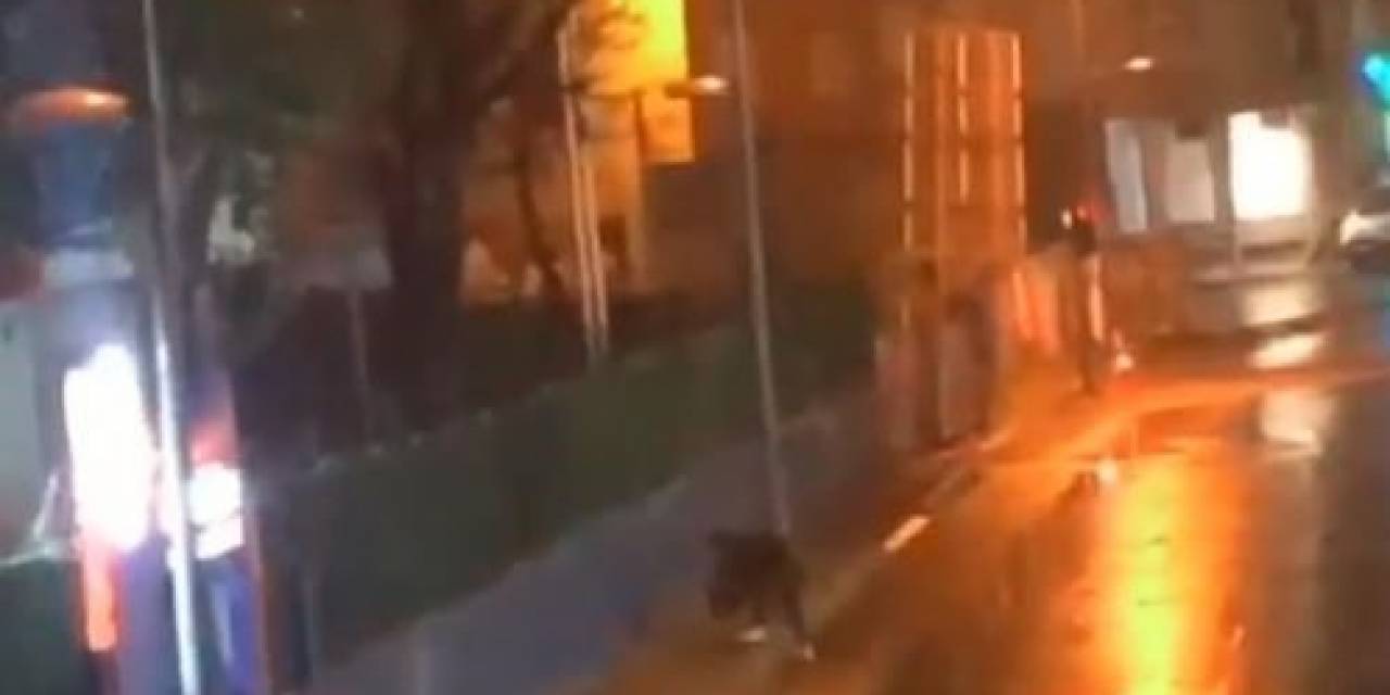 Küçükçekmece’de Köpeği Yere Fırlatan Şahıs Yakalandı