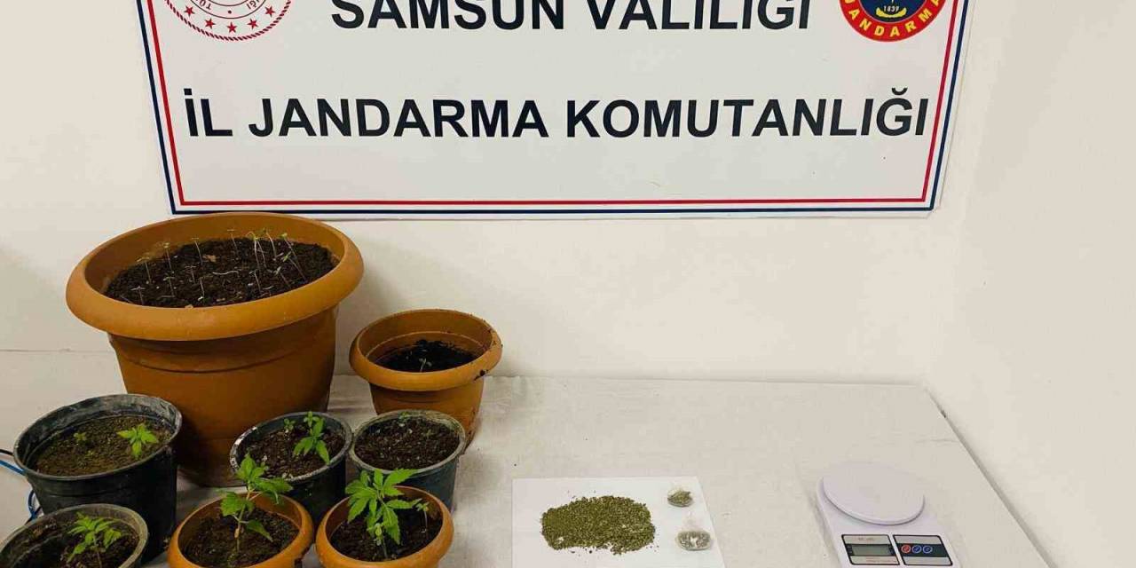 Samsun’da 40 Kök Kenevir, 25 Gram Esrar Ele Geçirildi
