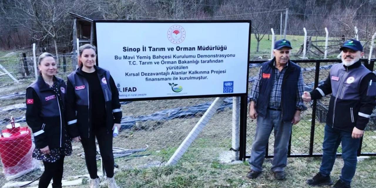 Türkeli’de Maviyemiş Ekim Alanı 43 Dekara Ulaştı