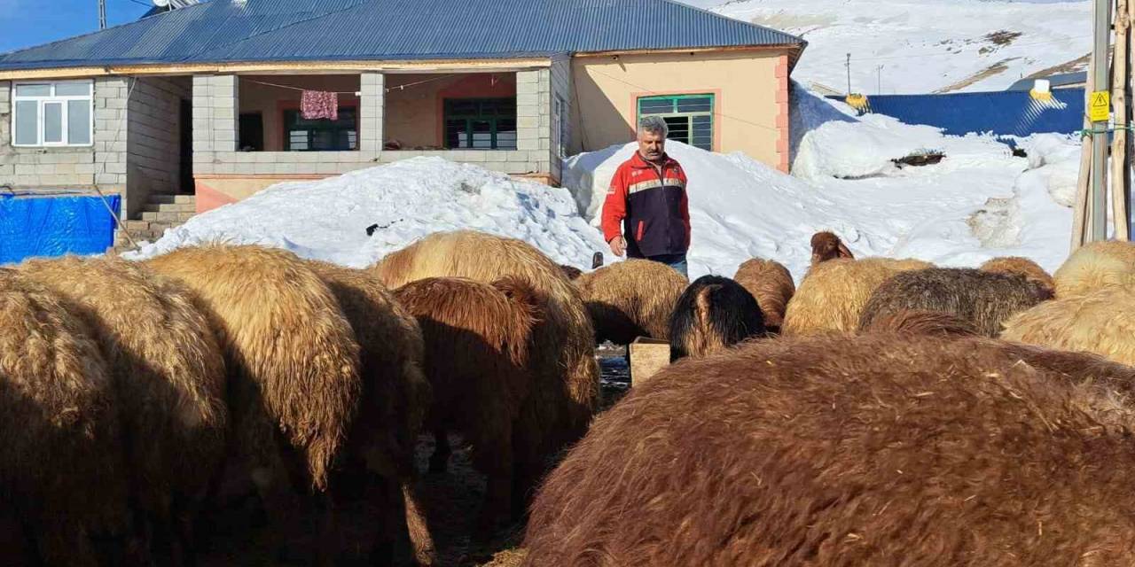 Türkiye’nin En Yüksek Rakımlı Köyünde Zorlu Hayvancılık