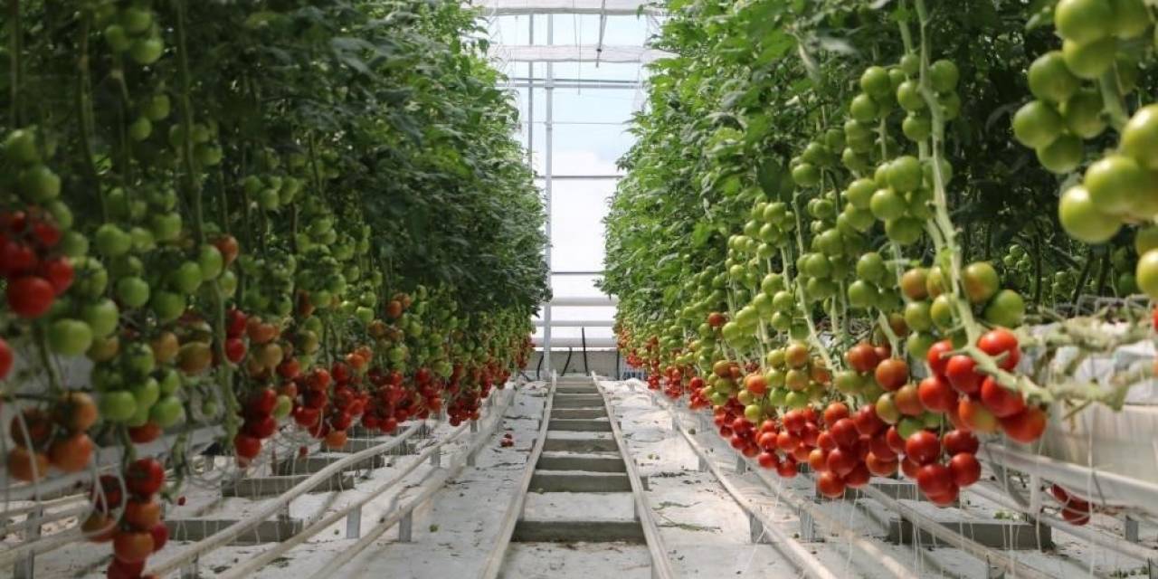 Büyükşehir Seralarda Sebze Üretecek