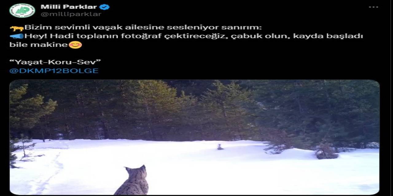 ’ailesine Seslenen’ Vaşak, Fotokapana Yansıdı