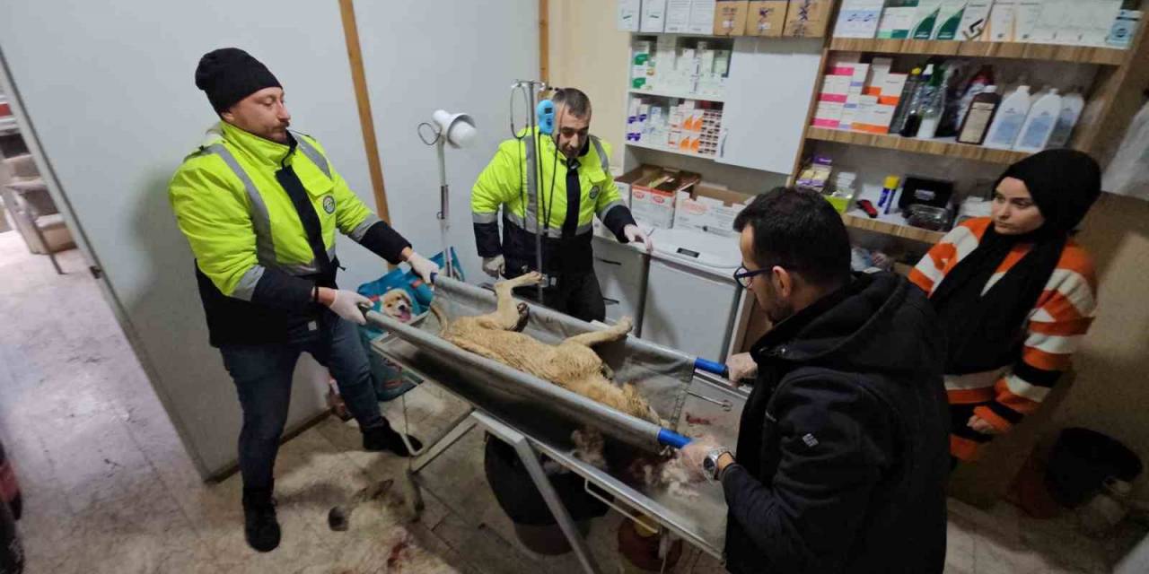 Tüfekle Vurulan Köpek Hastane Bahçesine Sığındı