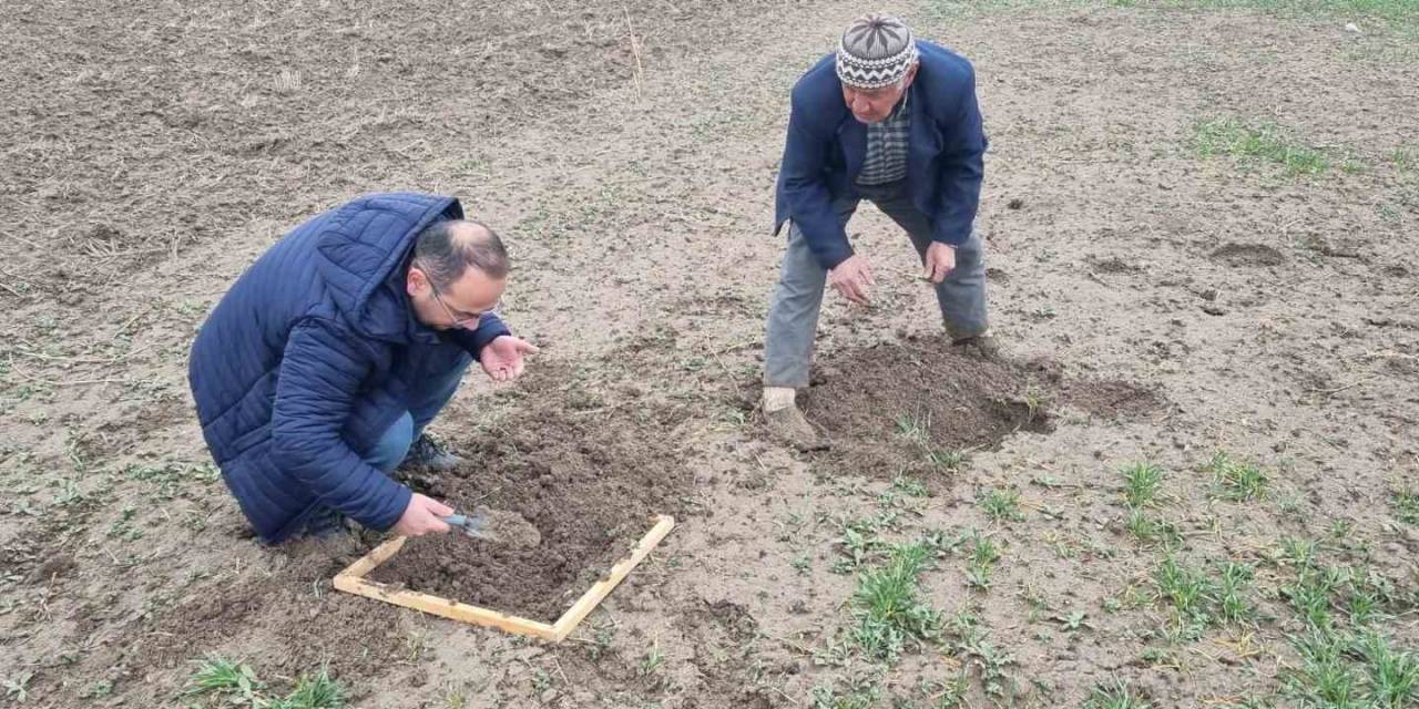 Kütahya’da Hububat Ekili Alanlarda Ekin Kambur Böceği Zararlısı Tespit Edildi