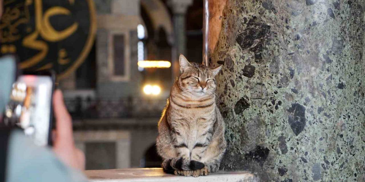 Ayasofya Camii’nin Ziyaret Katına Giren İlk Kedi Turistlerin Yeni Gli’si Oldu