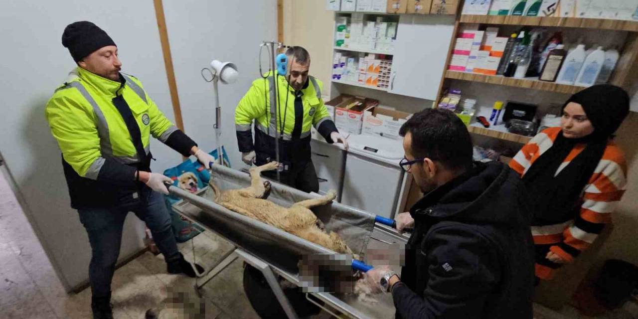 İki Sokak Köpeğini Silahla Yaralayan Şahıs Yakalandı