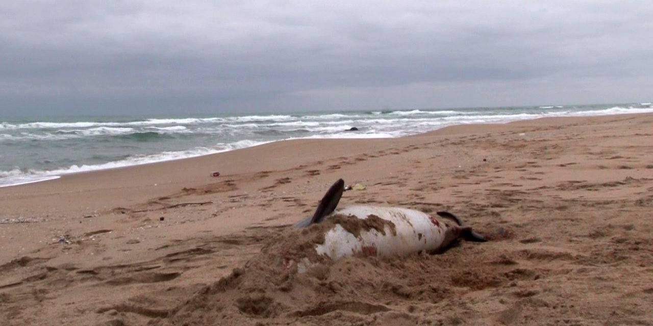 Şile’de Ölü Yunus Sahile Vurdu