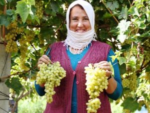 Sarıgöllü Üzüm Üreticileri Çifte Bayram Yaşıyor