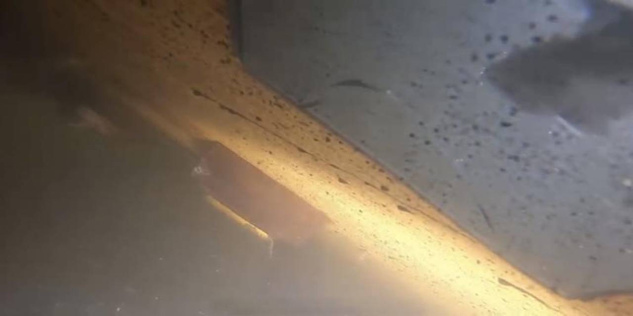 Batık Gemiye Dalış Yapıldı, Mürettebat Kamaraları Görüntülendi