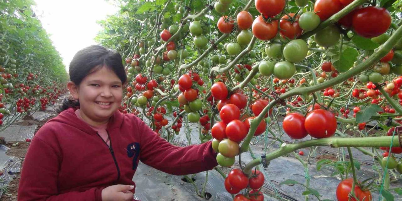 Mersin’de Örtü Altı Domates Hasadı Başladı