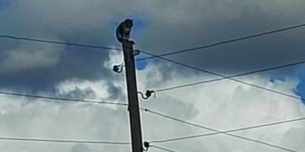 Kars’ta Direkte Mahsur Kalan Kedi Kurtarıldı