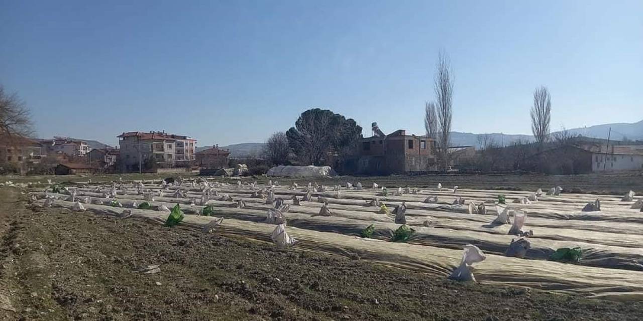 Selendi’de Tütün Üreticilerinin Telaşı Başladı