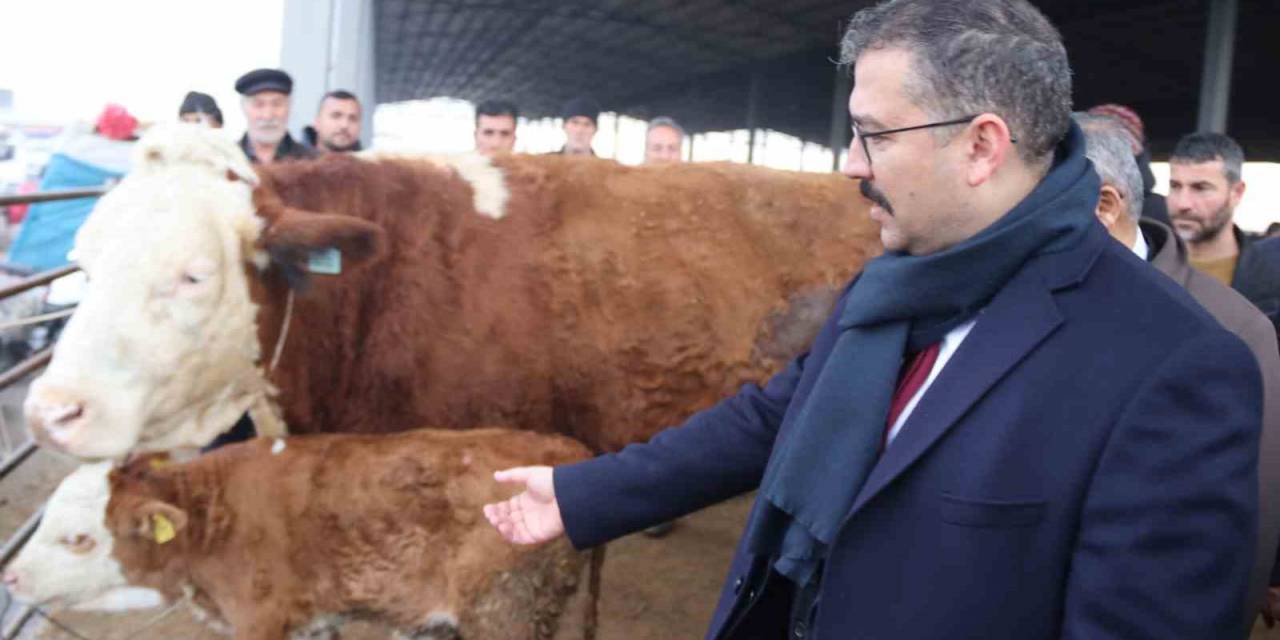 Şap Hastalığından Dolayı Kapalı Olan Iğdır Hayvan Borsası Yeniden Kullanıma Açıldı