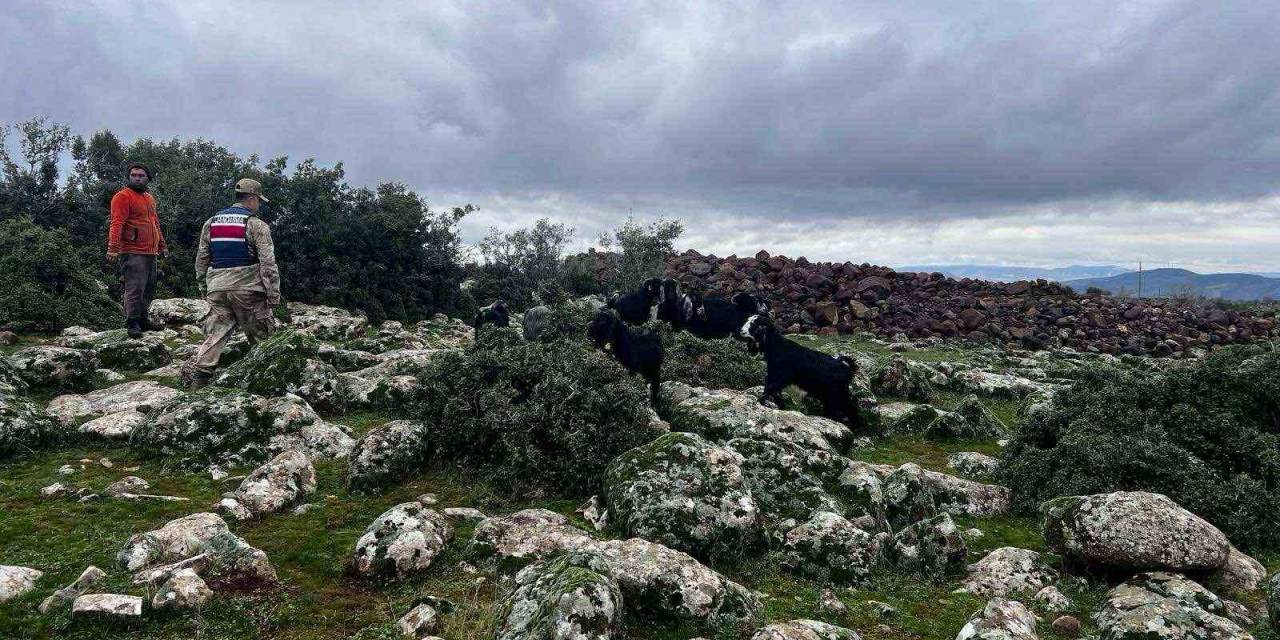 Kaybolan Koyunları Jandarma Buldu