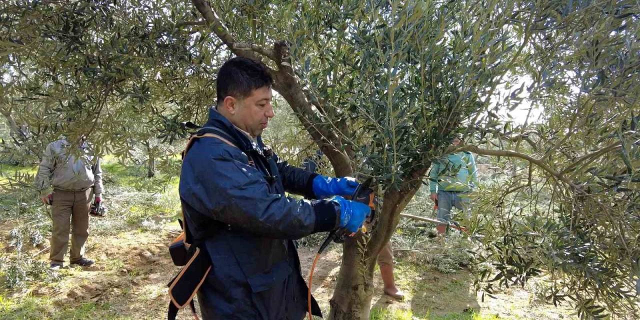 Foça’da Zeytin Ağaçlarında Budama Başladı