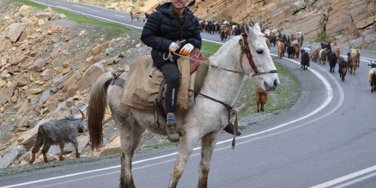 Uludere’nin Bu Köyünde Kar Fazla Yağmayınca Köylüler Hayvanlarını Erken Dağa Çıkardı