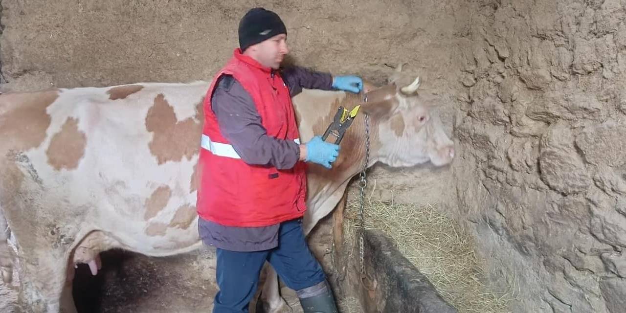 Afyonkarahisar’da Şap Aşılaması Devam Ediyor