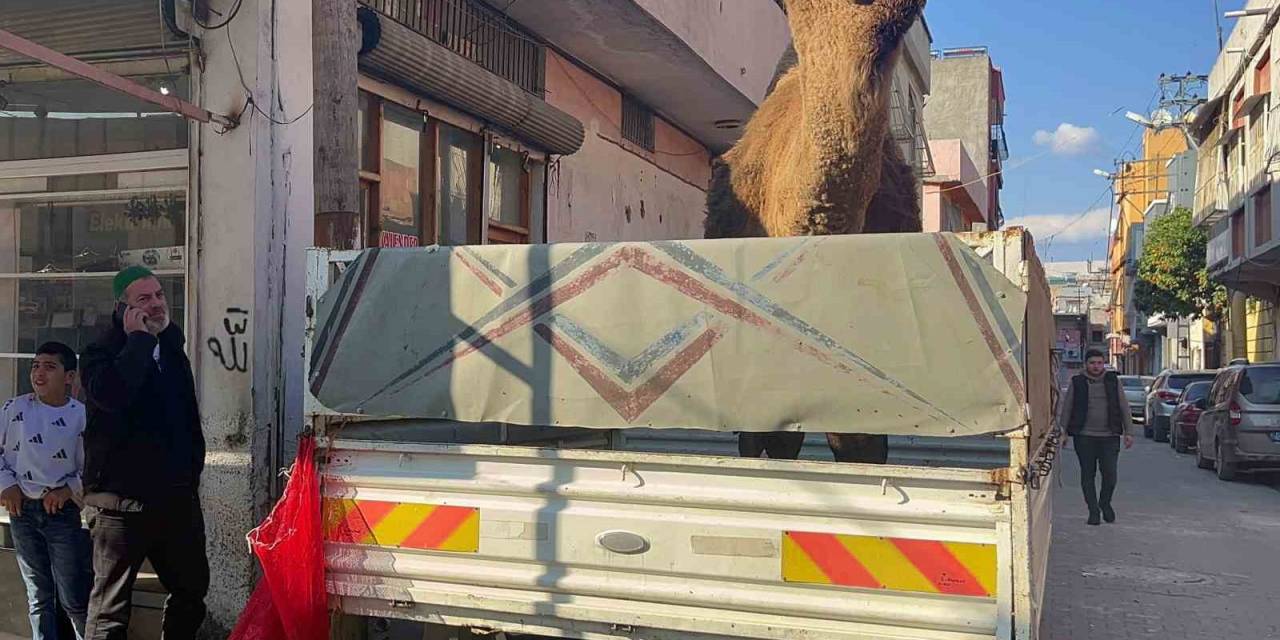 Adana’da Deve Kesilmekten Son Anda Kurtarıldı