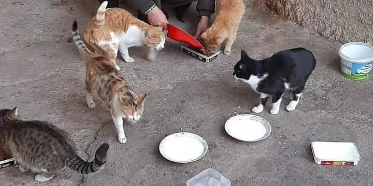 Elazığ’da Hayvan Sever Vatandaş ,sokak Hayvanlarına Gözü Gibi Bakıyor