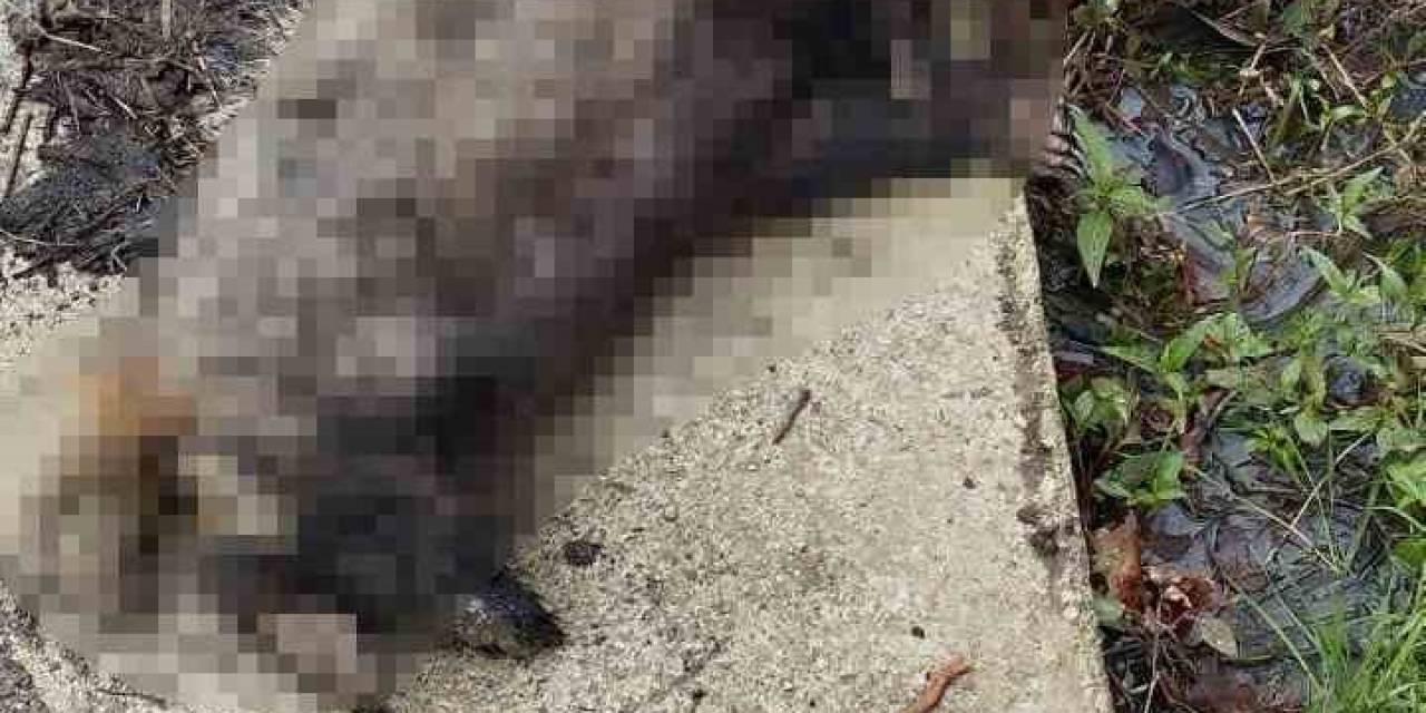 Koyunları Telef Eden Porsuk, Köpekler Tarafından Telef Edildi