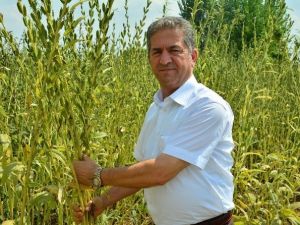 Ekim Alanları Yüzde 50 Azalan Susam Destek Bekliyor