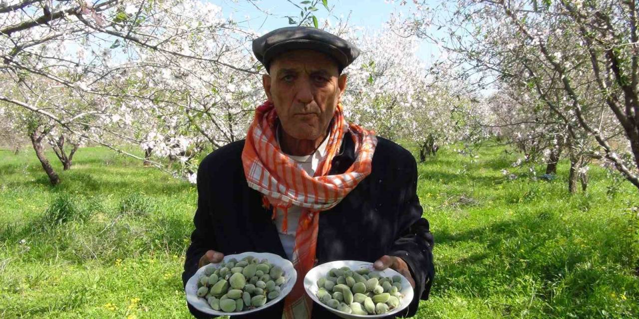 Türkiye’nin İlk Badem Çağlası Hasadı Mersin’de Yapıldı