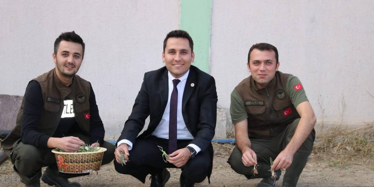 İhsaniye’de Salep Yetiştiriliyor