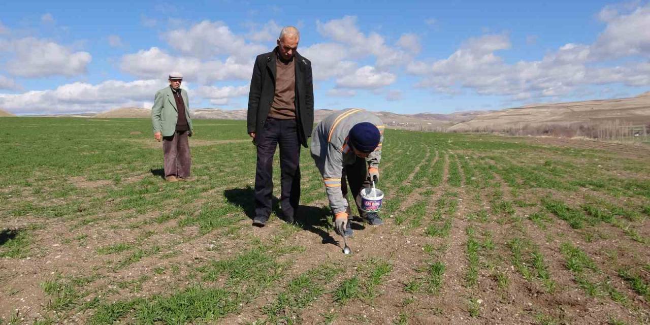 Yozgat’ta Çiftçinin Başı Tarla Fareleriyle Dertte