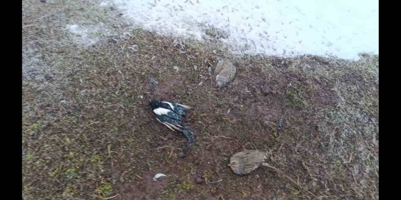 Muş’ta 2 Kişiye 63 Bin 138 Tl Para Cezası Kesildi