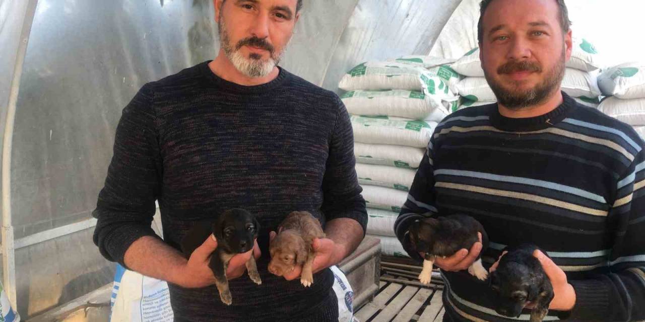 On Gün Önce Doğum Yapan Köpeği Ezip Olay Yerinden Kaçtı