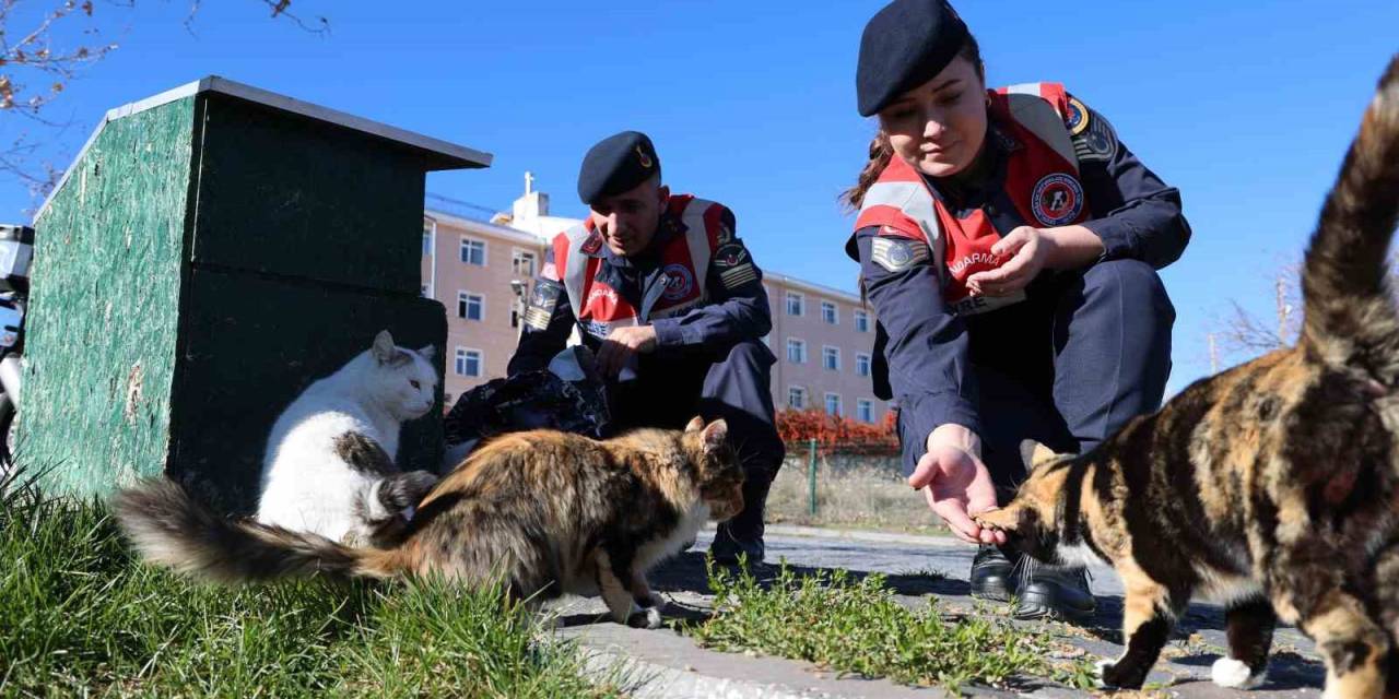 Jandarmadan, Sokak Hayvanlarına Şefkat Eli