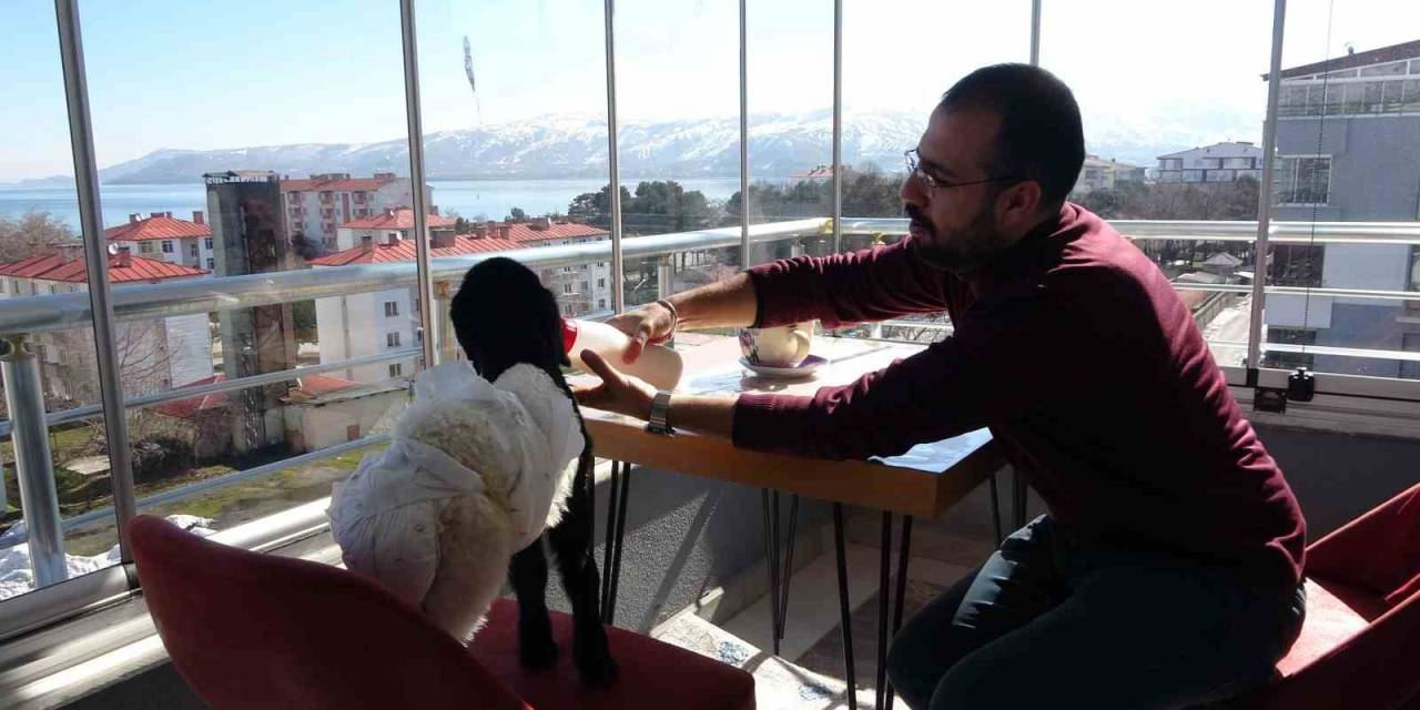 Annesinin Reddettiği Kuzuya Bebek Şefkati