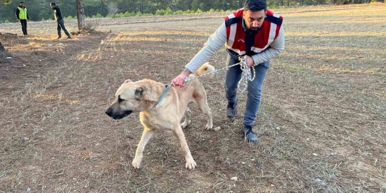 Burdur’da Köpek Dövüşü Yaptıranlara Yönelik Operasyon Görüntüleri Ortaya Çıktı
