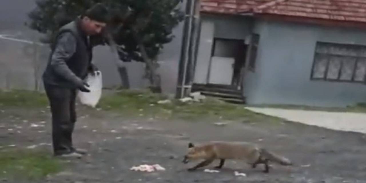 Kapısına Kadar Gelen Tilkiyi Elleriyle Besledi