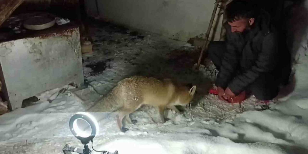 Dağların Oğlu’nun Tilki İle Dostluğu Gülümsetiyor