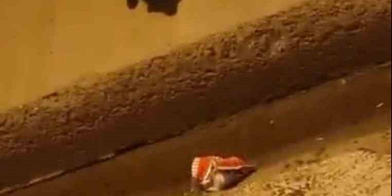 İstanbul’da Güldüren Anlar Kamerada: Tilkileri Öpücükle Yanına Çağırdı