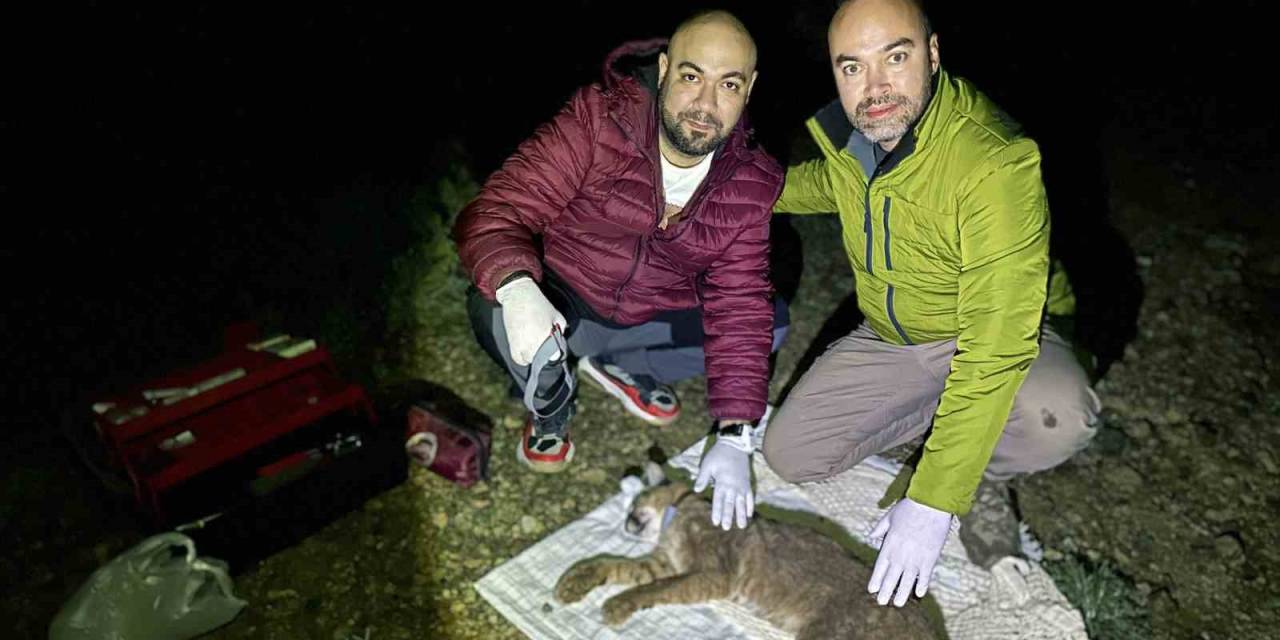 Türkiye’de İlk Defa Karakulak’a Uydu Takip Cihazı Takıldı