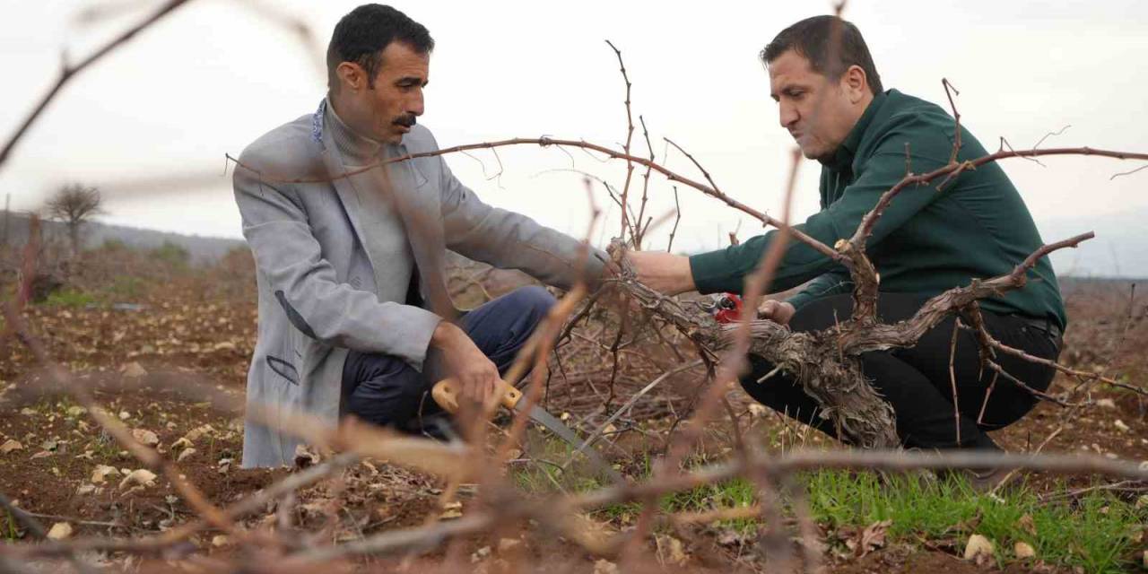 Kilis Horozkarası Üzümünde Budama Mesaisi Başladı