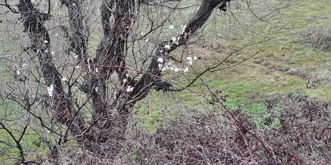 Kulp’ta Badem Ağaçları Vaktinden Önce Çiçek Açtı